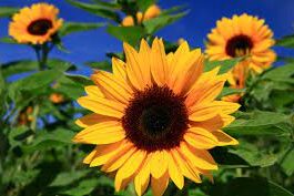 Sunflowers1 impact of loneliness on older adults