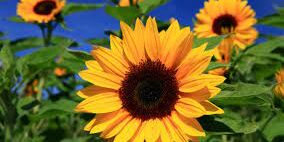 impact of loneliness on older adults